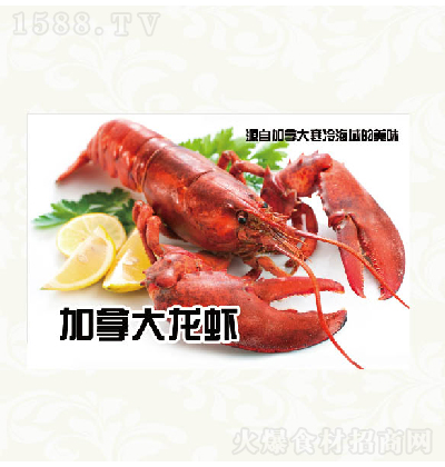 ԷʳƷ ôϺ