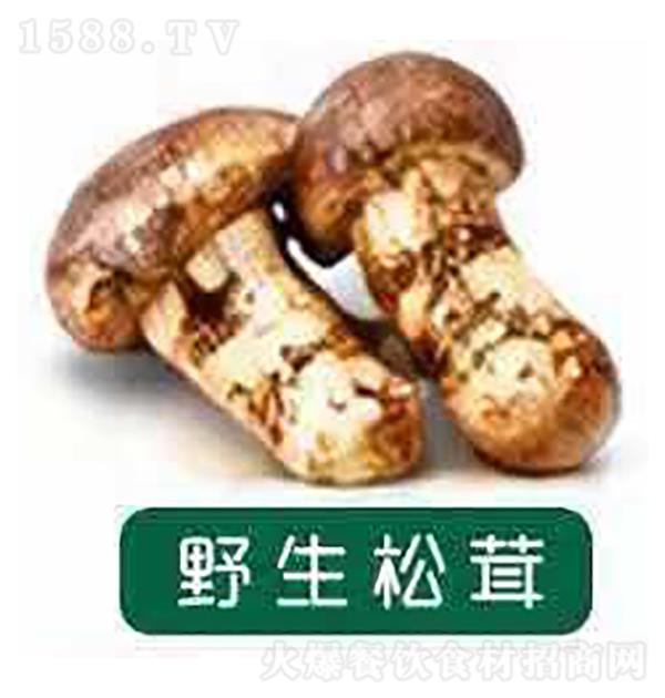 �Ӵ�����Դ Ұ������