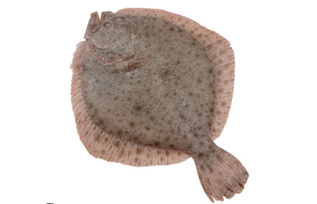 ���ͷ�Ȳն౦��