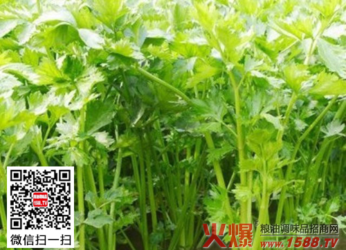 芹菜叶比茎的营养还要高